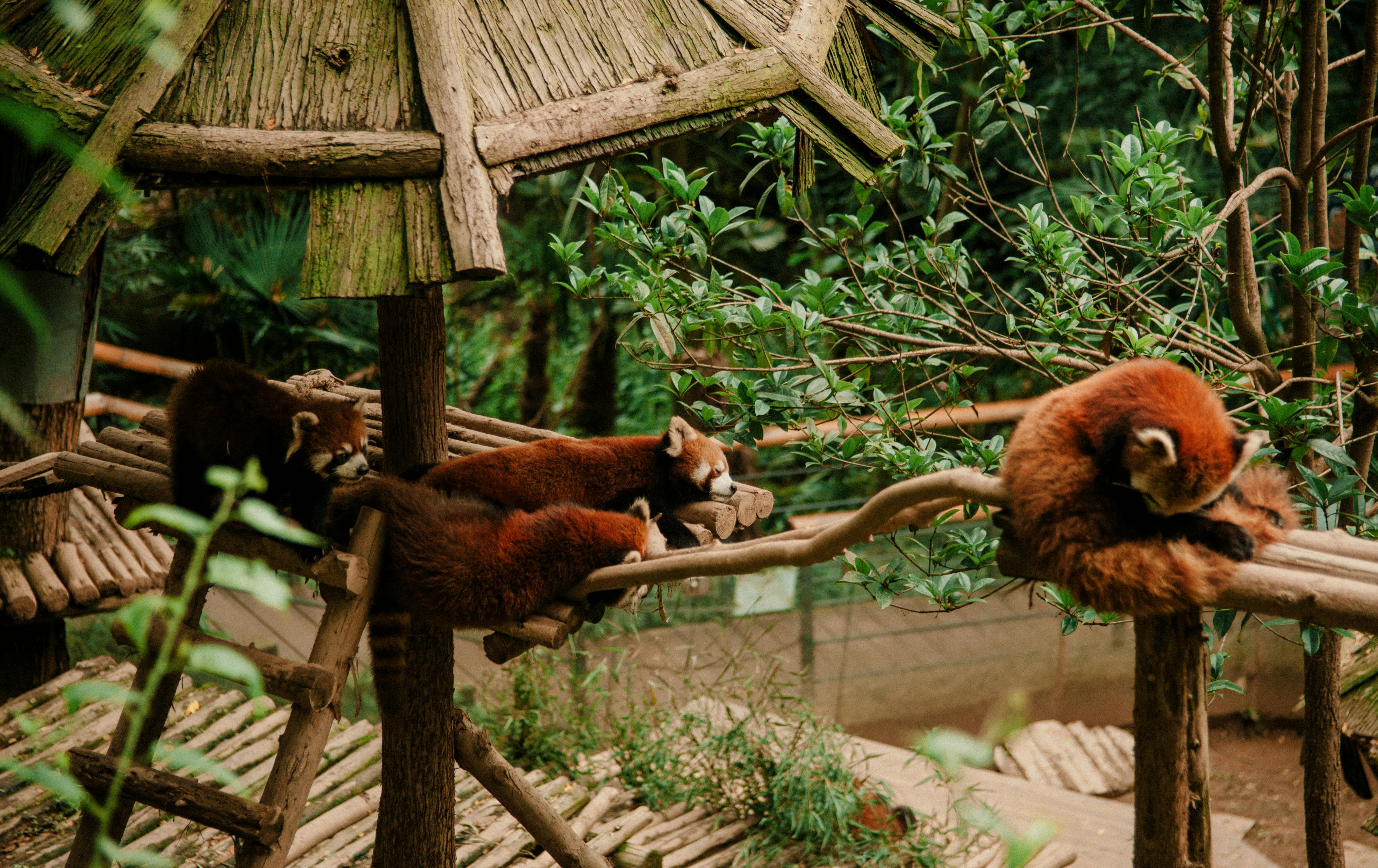 Unconventional Overnight Stays: Sleeping in Treehouses Around the World